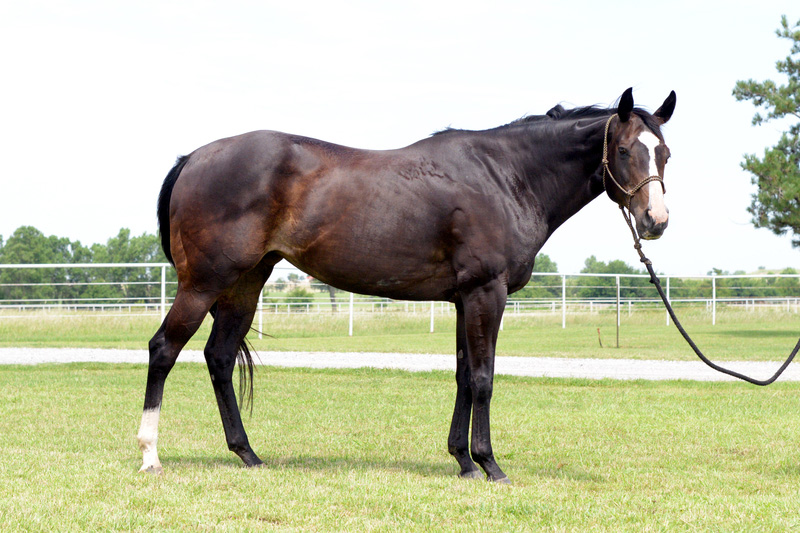 Adoptable horse Miss Kipling