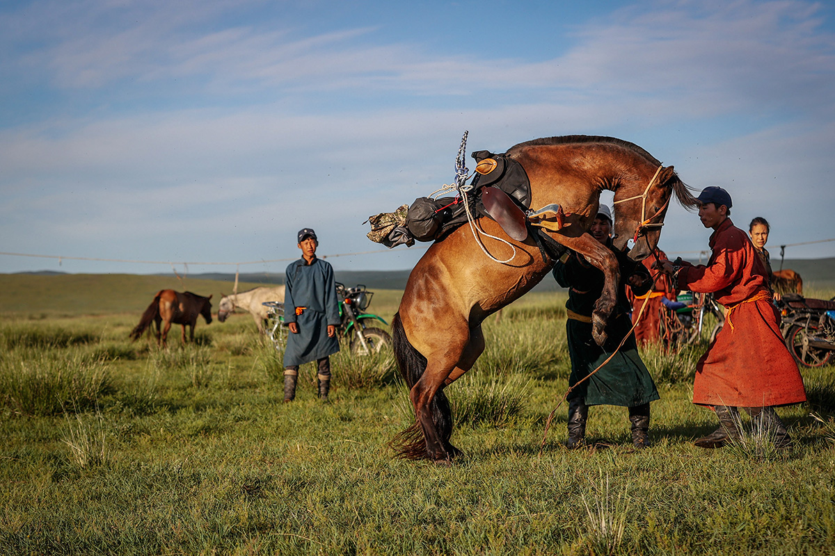 An unbroke Mongolian horse rearing and bucking