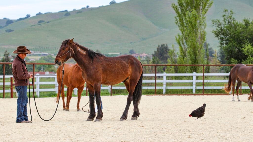 listening to the horse