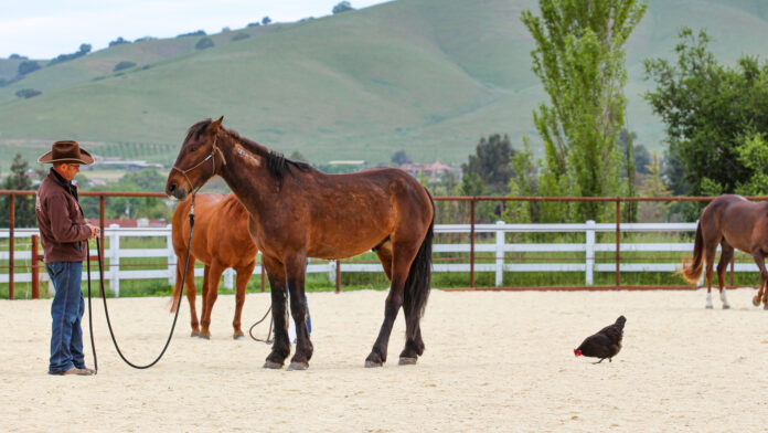 Práca s mustangmi prináša nový pohľad na to, ako dynamika stáda ovplyvňuje vzťahy s koňmi.