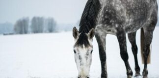 horse eat hay winter