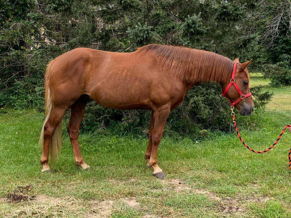 Adoptable horse Natsu.