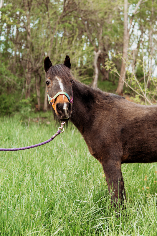 Noelle, an adoptable horse featured in the ASPCA Virtual Adoption Event