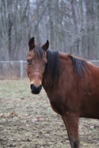 The featured adoptable horse from Barn Banter Episode 2, Nomad - a blind gelding