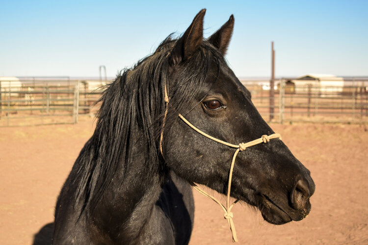 Onyx, a horse up for adoption through the ASPCA Virtual Adoption Event