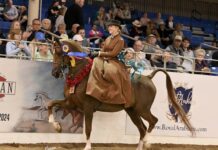 Scottsdale Arabian Horse Show Set to Celebrate 71st Year in 2026