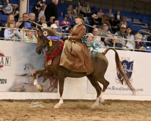 Scottsdale Arabian Horse Show Set to Celebrate 71st Year in 2026