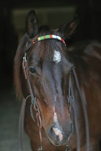 Empowering Women with the Kenyan Collection