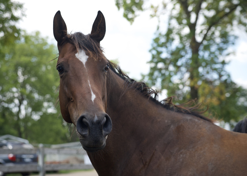 Adoptable horse of the month, OTTB Miss Jane