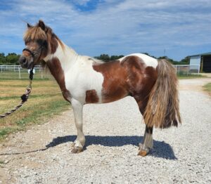 ASPCA Right Horse Adoptable Horse of the Week: Scout