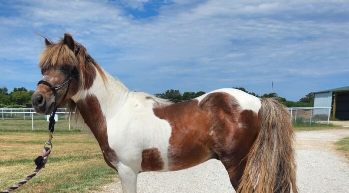 Scout, an adoptable miniature horse