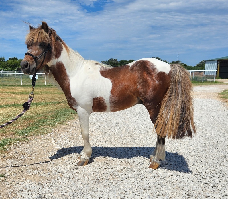 Scout, an adoptable miniature horse