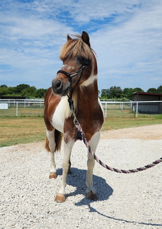 Scout, a pinto mini available for adoption at the Humane Society of North Texas