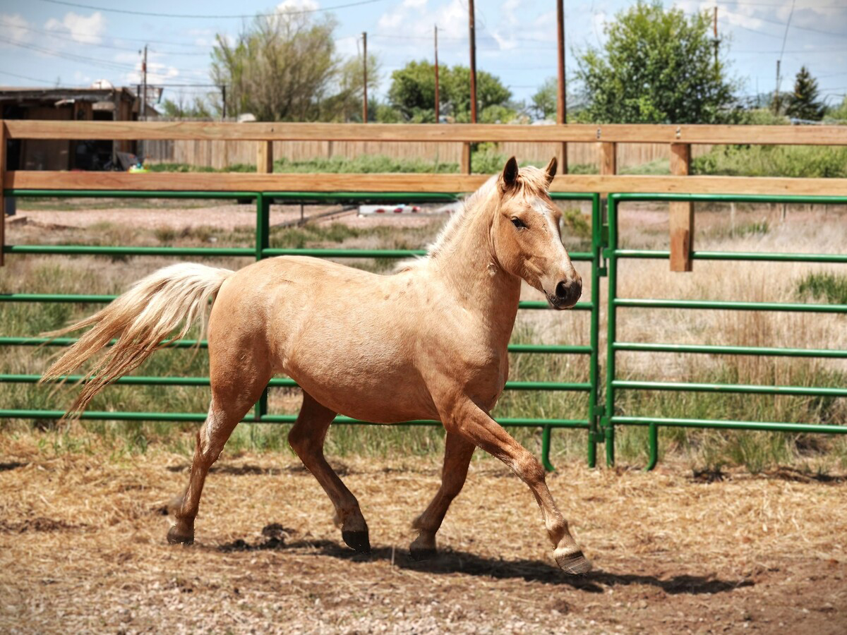 Adoptable horse Skater Boy.