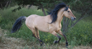 Return to Freedom Celebrates 30th Birthday of Spirit, Model for Beloved Animated Film ‘Spirit: Stallion of the Cimarron’