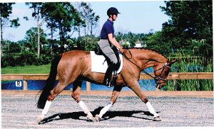 Stretch Your Dressage Training with the Stretch Circle