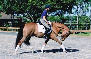 Horse and rider stretching circle.