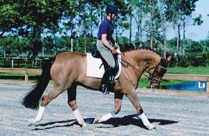 Horse and rider stretching circle.