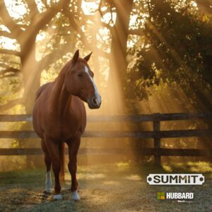 Innovation meets Nutrition in Summit Equine Pressed Blocks