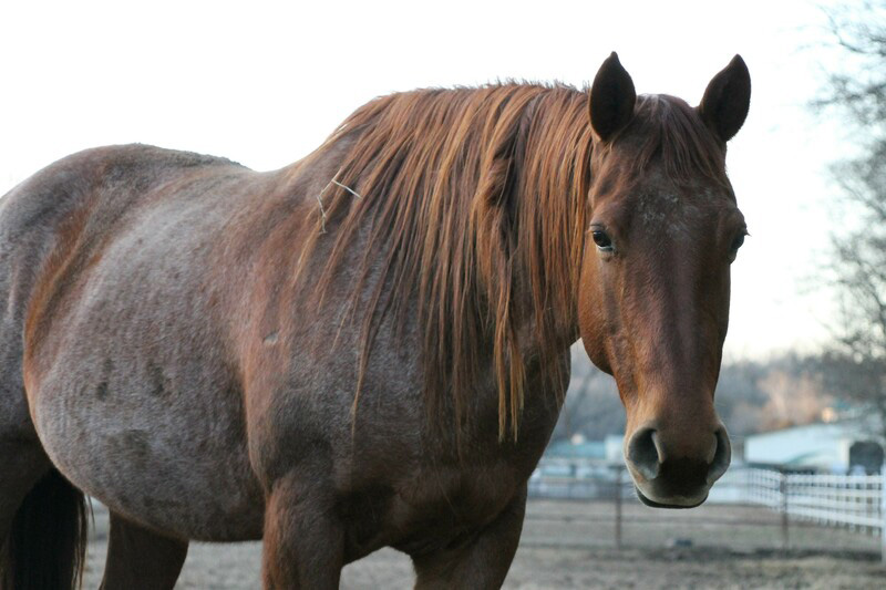 Red roan mare Suri