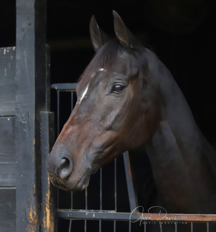 Ty, an adoptable horse through the ASPCA Virtual Adoption Event