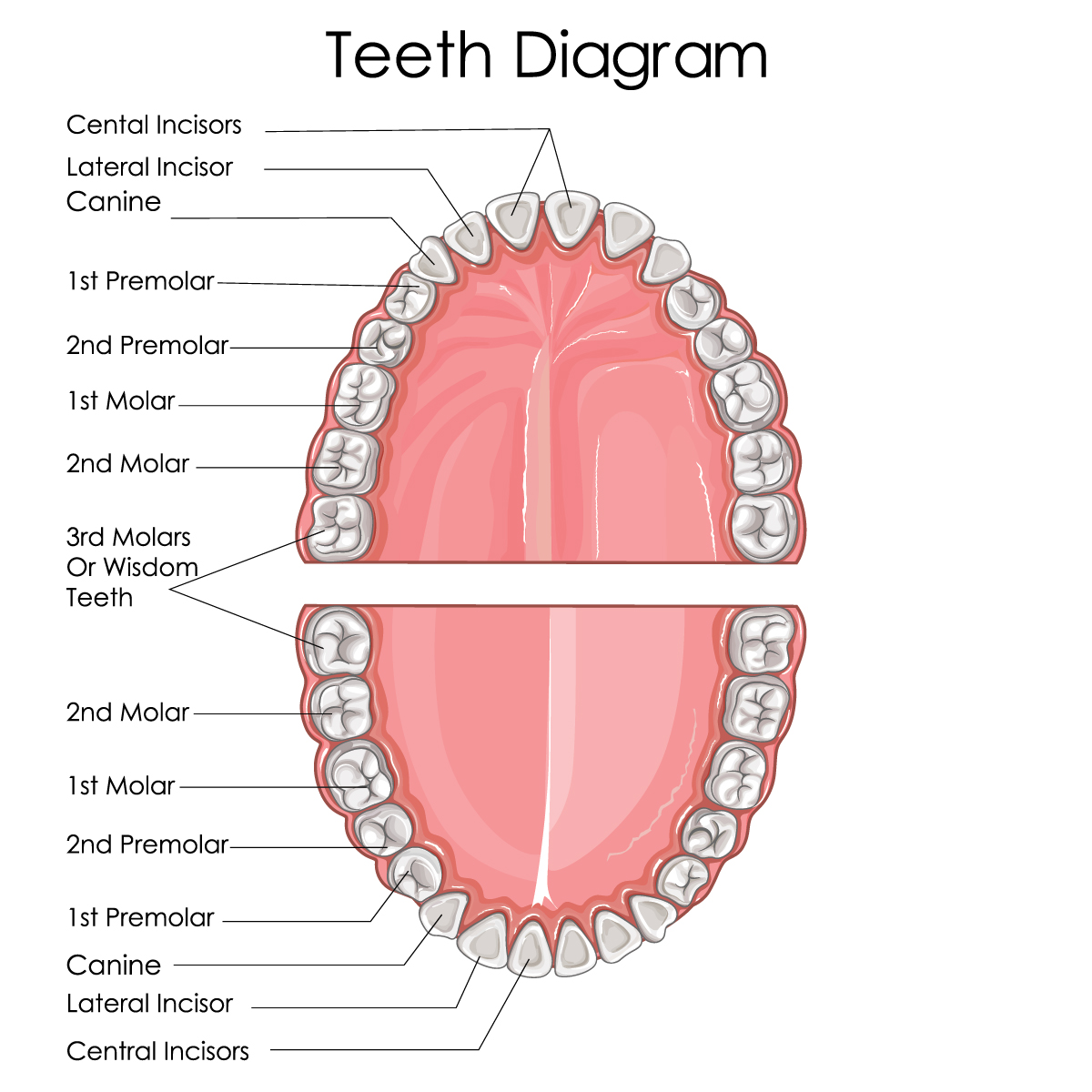 horse teeth diagram