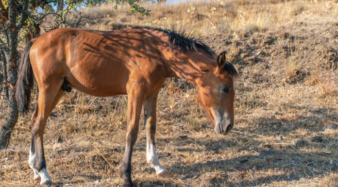 A colt named Blossom