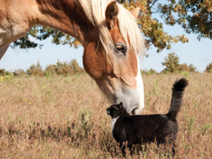 Vet Adventures: Barn Cat Showdown