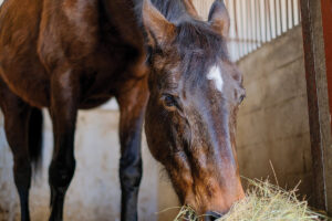 Vet Adventures: High-Altitude Rescue, Part 2