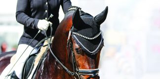 Horse in dressage