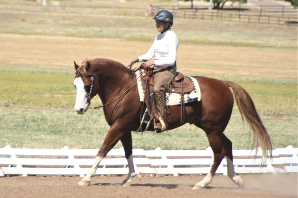 western dressage horse