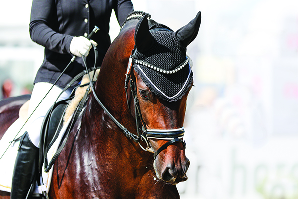 Horse in dressage