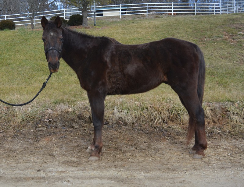 My Right Horse Adoptable Horse of the Week - Eugene