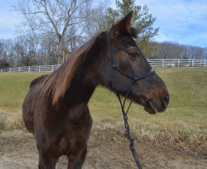 My Right Horse Adoptable Horse of the Week - Eugene