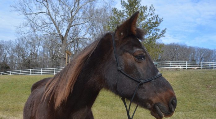 My Right Horse Adoptable Horse of the Week - Eugene