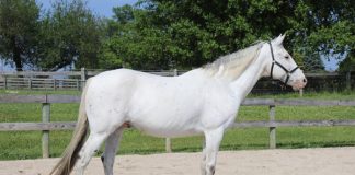 My Right Horse Adoptable Horse of the Week - Adam