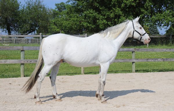 My Right Horse Adoptable Horse of the Week - Adam