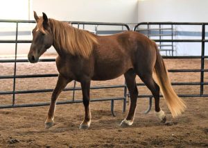 My Right Horse Adoptable Horse of the Week: Annabelle — December 21, 2020