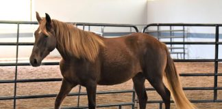 My Right Horse Adoptable Horse of the Week - Annabelle