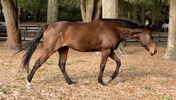 My Right Horse Adoptable Horse of the Week - Ariel