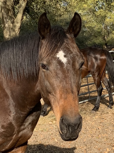 My Right Horse Adoptable Horse of the Week - Ariel