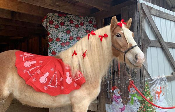 My Right Horse Adoptable Horse of the Week - Biscuit