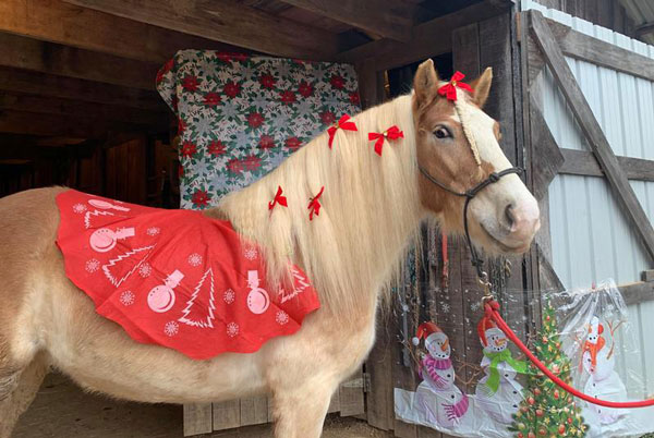 My Right Horse Adoptable Horse of the Week - Biscuit