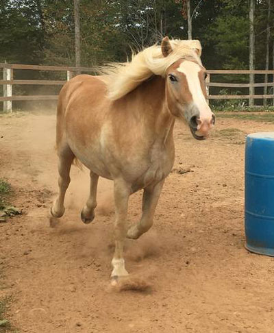 My Right Horse Adoptable Horse of the Week - Biscuit