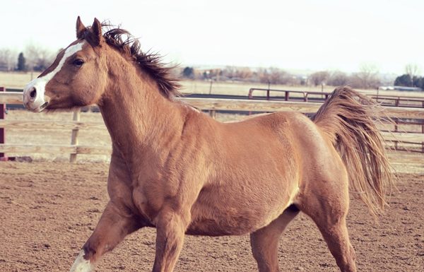 Adoptable Horse of the Week - Blossom