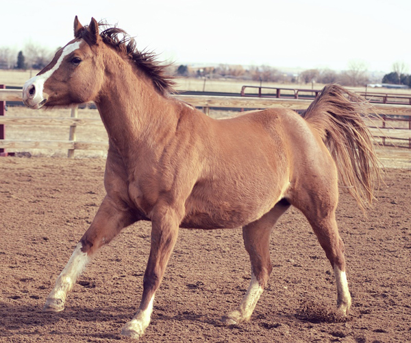 Adoptable Horse of the Week - Blossom