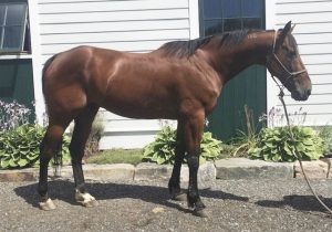My Right Horse Adoptable Horse of the Week: Blue — October 18, 2021