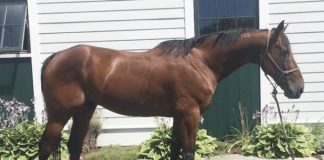 Adoptable Horse of the Week - Blue