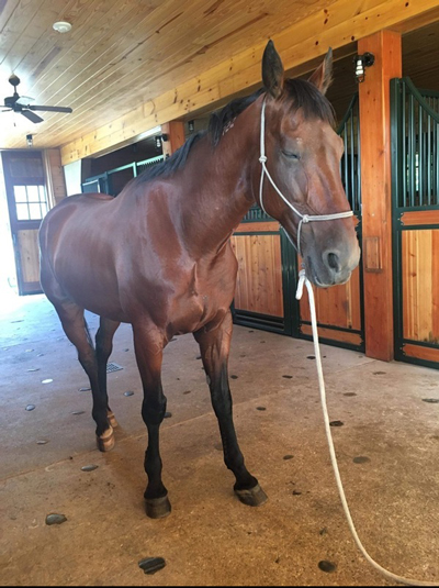 Adoptable Horse of the Week - Blue