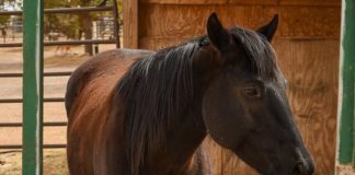 My Right Horse Adoptable Horse of the Week - Blue Jay